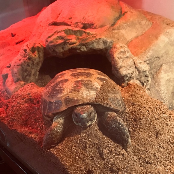 Meet your Posher, Danelle - Picture 5 of 8